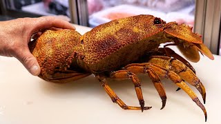 Japanese Street Food  RED SLIPPER LOBSTER AND GROUPER FISH Okinawa Seafood Japan [upl. by Curcio]