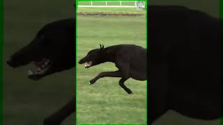 Greyhounds Spend 75 of Their Time in the Air when Running shorts [upl. by Kapeed562]