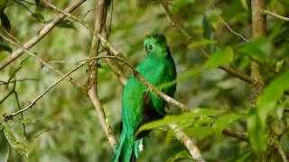 A pair of resplendent quetzals in Costa Rica [upl. by Jahdai]