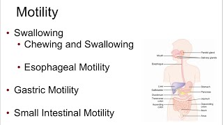 Peristalsismixing movementgastric motility and emptying GIT physiology [upl. by Delphina]