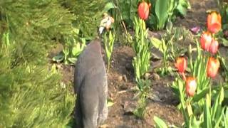 helmeted guineafowl sings [upl. by Blackmore]