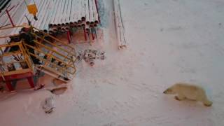 Polar bear attacks a man Yamal Siberia [upl. by Nyleda]