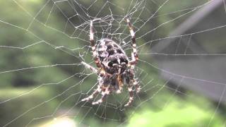 Kreuzspinne Araneus diadematus [upl. by Neehsar]