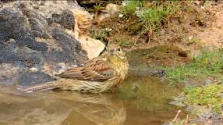 Emberiza cirlus  escribano soteño en Tuéjar  Valencia [upl. by Sauncho717]