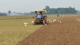 New Holland TT55 Tractor Cultivation [upl. by Aronek773]