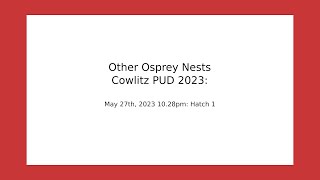 Cowlitz PUD Osprey Oregon May 27 2023 1028 hatch 1 extended video [upl. by Boggs690]