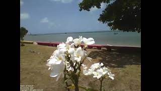 A beautiful bunch of white plumeria flowers overlooking the beach on the coast Nature amp Animals [upl. by Liebermann]