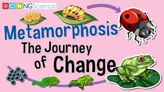 Metamorphosis – The Journey of Change [upl. by Merce]