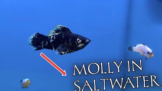 How long can mollies live in saltwater  Can molly fish survive in saltwater [upl. by Fritzsche692]