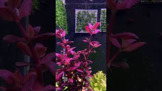 Bacopa Salzamani SG Purple aquariumshopdinajpur [upl. by Ryley]