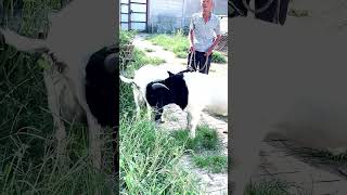 good enjoy short morning goats village life 188 [upl. by Ellinehc]