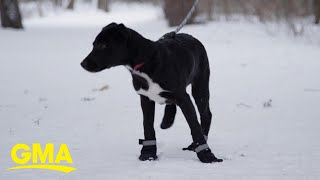 How to keep pets safe in cold weather [upl. by Ainslee]