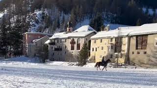 Skikjöring für Skischulkinder [upl. by Dustman]