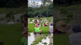 Rice farming in the Philippines Pulling of rice seedlings from seed beds [upl. by Ojeitak182]