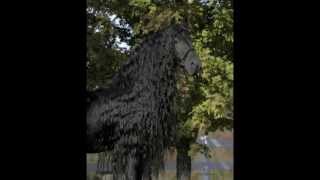 The Legendary FRIESIAN STALLION Frederik the Great [upl. by Annoerb]