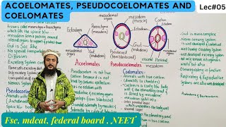 acoelomates pseudocoelomates and coelomates [upl. by Demeyer]