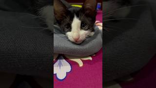 Look her eyes so funny cat cats catvideos catshorts catlover [upl. by Asilrahc]