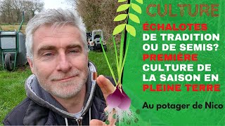 Culture de léchalote 🌾 traditionnelle par multiplication végétative sans graines [upl. by Danby]