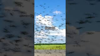 Desert Locusts form voracious swarms locust animalkingdom animalfacts nature wildlife [upl. by Remmos]