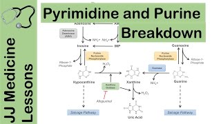 Purine and Pyrimidine Catabolism Pathway  Nucleotide Breakdown  Biochemistry Lesson [upl. by Latsryk]