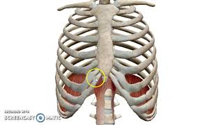 The Diaphragm 3D  Dr Ahmed Farid [upl. by Laughlin]