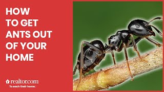 How to Get Ants Out of Your Home—for Good [upl. by Armmat]