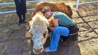 This Momma Cow Cried All Night For Her Missing Calf Then She Finally Saw Him And Totally Freaked [upl. by Atnuahs]