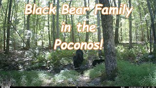 Black Bear Family in the Poconos [upl. by Nnylaj]