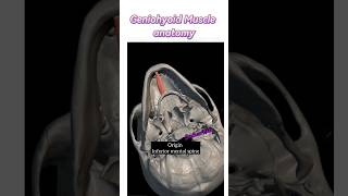 Geniohyoid Muscle anatomy ✅anatomy shortvideo neck shorts pain [upl. by Aicirpac224]