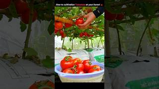 How to cultivation Tomatoes at your home 🍅 [upl. by Rozek]