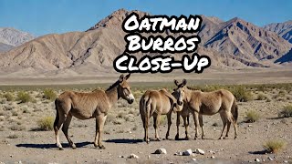 Wild burros in Oatman Arizona [upl. by Nottage909]