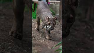 Fossa The King of Madagascar Shorts 🦁🌿 wildlife facts [upl. by Uile]