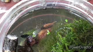 Macroinvertebrate Terrarium [upl. by Calondra478]