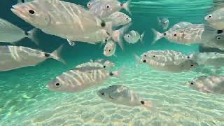 4k Afteli Beach Lefkada Greece Beautiful fish Underwater girl [upl. by Gnik774]