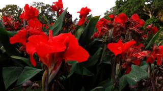 Canna plant Red flowers  canna lily HD 04 [upl. by Enymsaj]