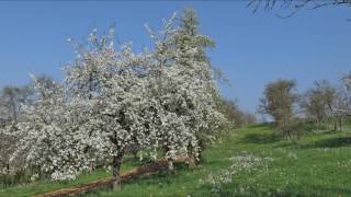 Wandern Franken Kirschblüte bei Igensdorf [upl. by Jeniffer]