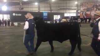 Royal Melbourne Show Interbreed [upl. by Lehmann]