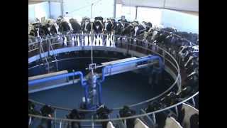 SAT Hermanos Esparza  DeLaval VMS  DeLaval Automated Milking Solutions  DeLaval [upl. by Amihc]