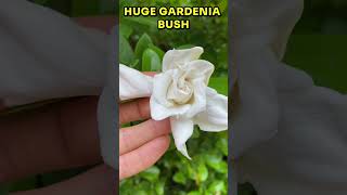 HUGE Gardenia bush with flowers How to propagate gardenia plant gardenia gardeniaflower [upl. by Atirak540]