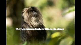 Discover the Mysterious World of Monkeys Intelligent and Playful Creatures [upl. by Hamlen]