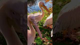 Pelicans Will Eat Anything  swan birdspecies animals animalplatoon wildlife pelicans [upl. by Llenrad]