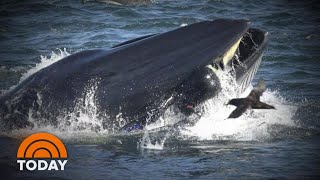 Diver Recounts Almost Being ‘Swallowed’ Alive By Massive Whale  TODAY [upl. by Naux975]