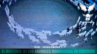 EL MISTERIO DE LOS ANIMALES MOVIÉNDOSE EN CÍRCULOS  Yazhi Swaruu [upl. by Wira134]