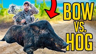 Giant LOUISIANA PIG at 10 YARDS BUSBICE RANCH [upl. by Kerek938]