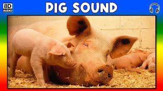 🐷 PIG SOUND  PIG SOUND EFFECT  SOUND OF PIG  NOISE OF PIG [upl. by Sergei751]