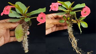 Grow Crown of ThornsEuphorbia Milii From Cuttings Fast N Easy [upl. by Perpetua]