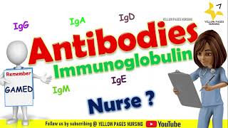 Antibody Ab or immunoglobulin Ig  IgG IgA IgM IgE IgD [upl. by Sidoon681]