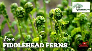 FIDDLEHEAD FERN  TN NURSERY [upl. by Averat]