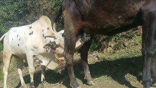 Bull breadding Cow milk big bull drinking milk [upl. by Ruy]