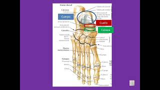 Huesos del pie Tarso metatarso y falanges [upl. by Eifos985]